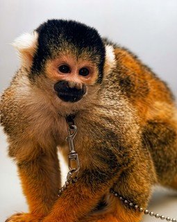 phan-ii-cac-dau-hieu-new-28.jpg A close-up of a monkey
AI-generated content may be incorrect.
