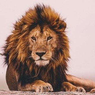 phan-ii-cac-dau-hieu-new-40.jpg Image result for lion