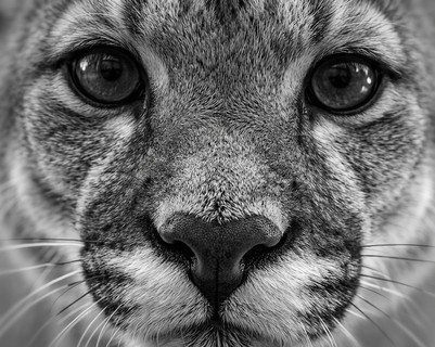 phan-ii-cac-dau-hieu-new-45.jpg Close up of a leopard's face
AI-generated content may be incorrect.