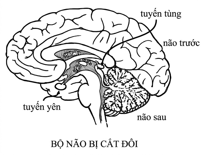 the-opening-of-the-third-eye-douglas-baker-song-ngu_upscaled_20260719_022025-11.webp 00020.jpeg