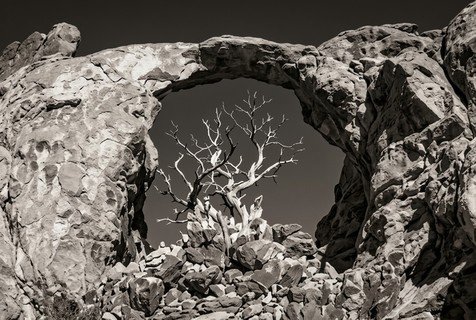 A rock arch with a tree in the middle



AI-generated content may be incorrect.
