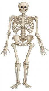 A skeleton with bones and bones



AI-generated content may be incorrect.