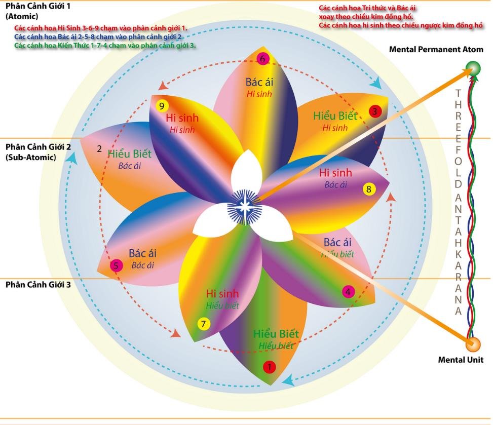 A diagram of a flower with different colors



Description automatically generated @url:https://minhtrietmoi.com/wp-content/uploads/pictures/image7.jpeg